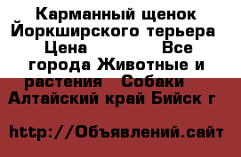Карманный щенок Йоркширского терьера › Цена ­ 30 000 - Все города Животные и растения » Собаки   . Алтайский край,Бийск г.